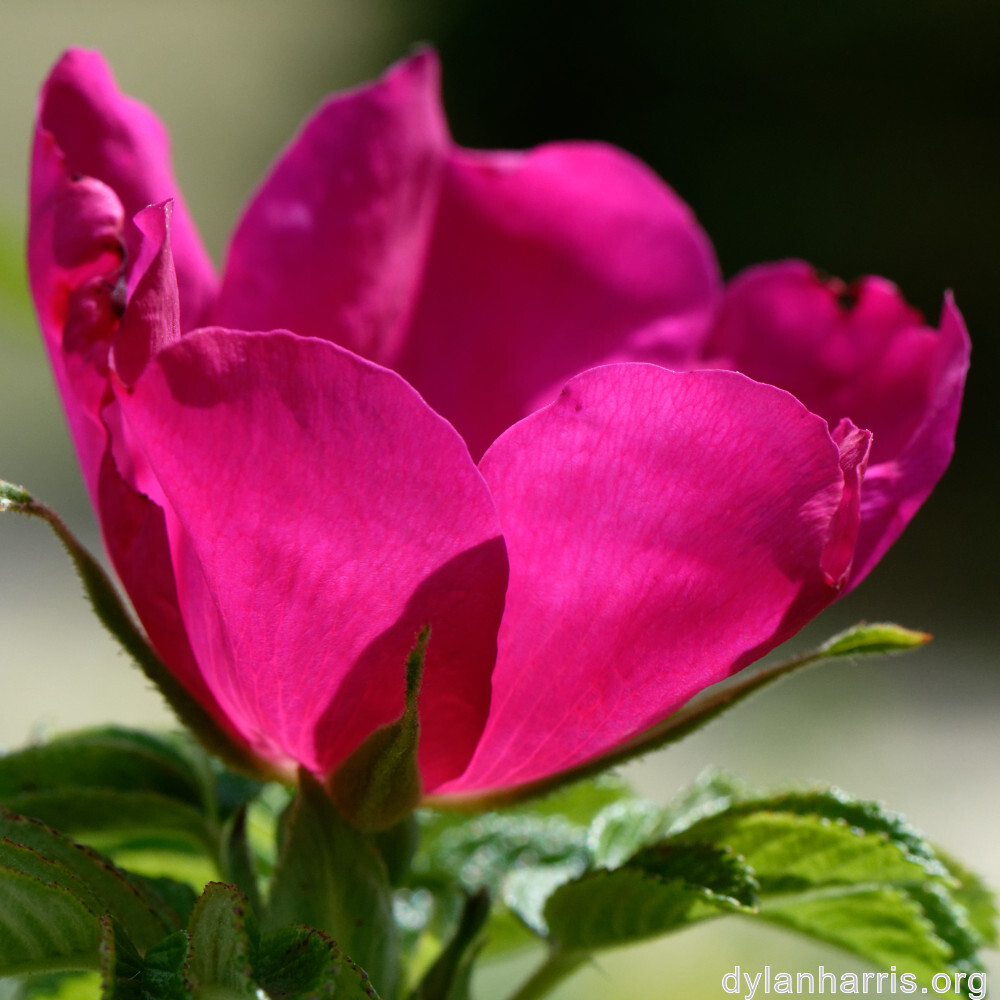 image: This is ‘
belvaux (vii) 3
’.