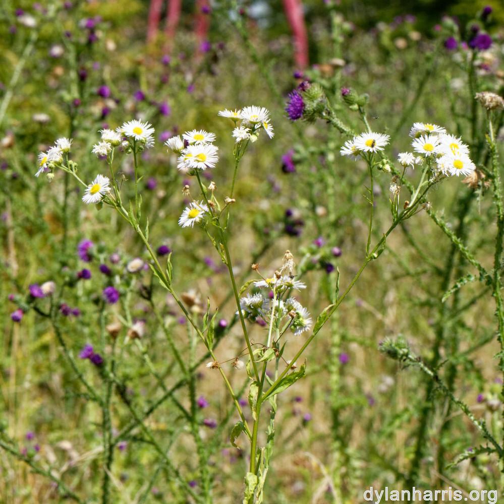 image: This is ‘
belvaux (vii) 6
’.