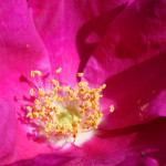 image: Image from the photoset ‘
belvaux (vii)
’.