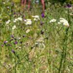 image: Image from the photoset ‘
belvaux (vii)
’.