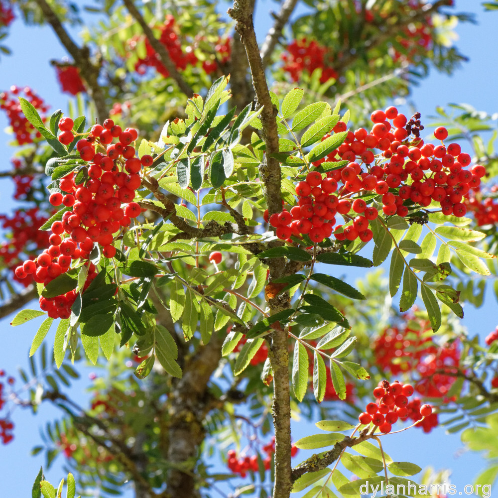 image: This is ‘
fruit (ii) 1
’.