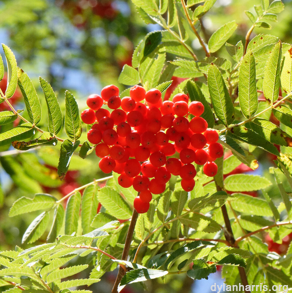 image: This is ‘
fruit (ii) 2
’.