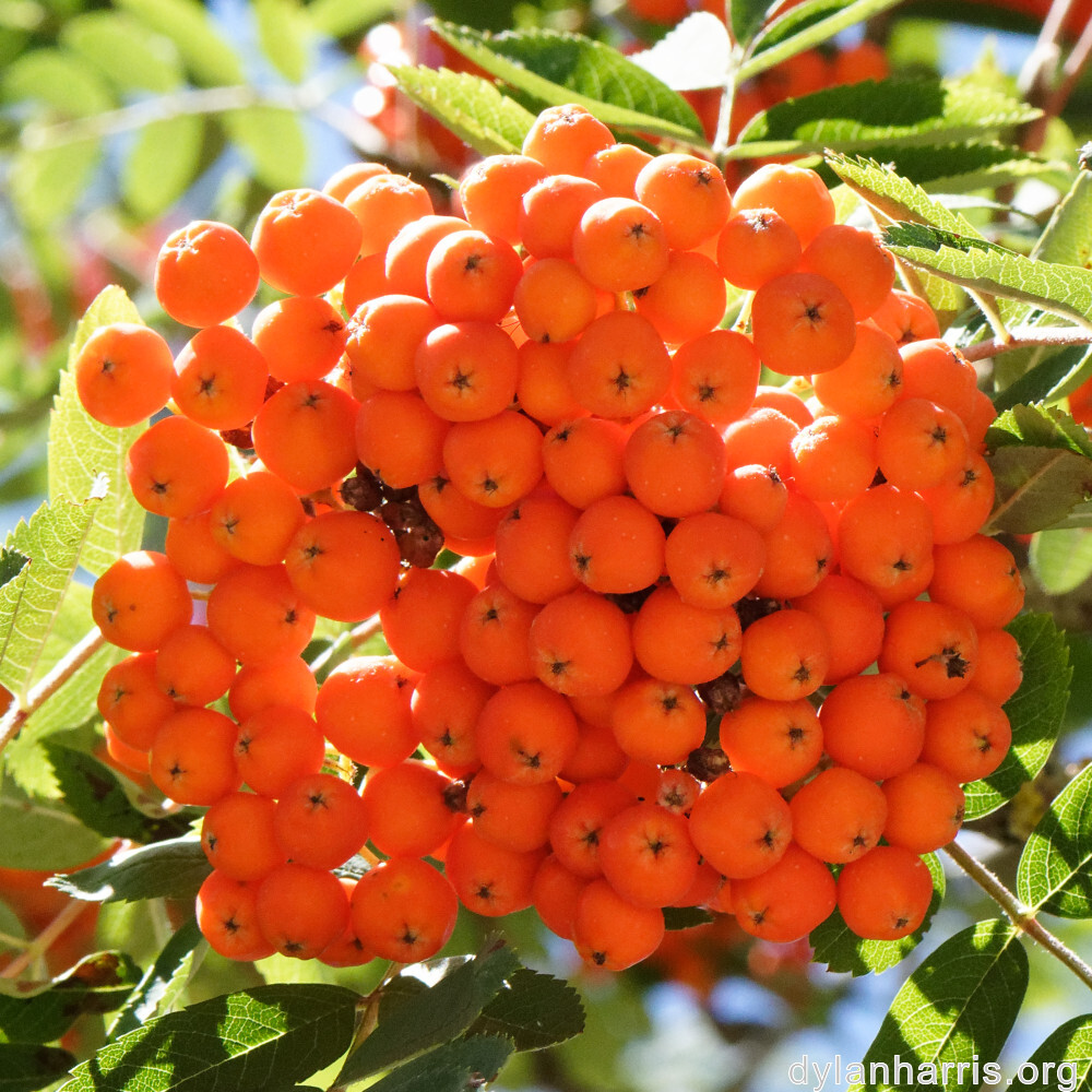 image: This is ‘
fruit (ii) 4
’.