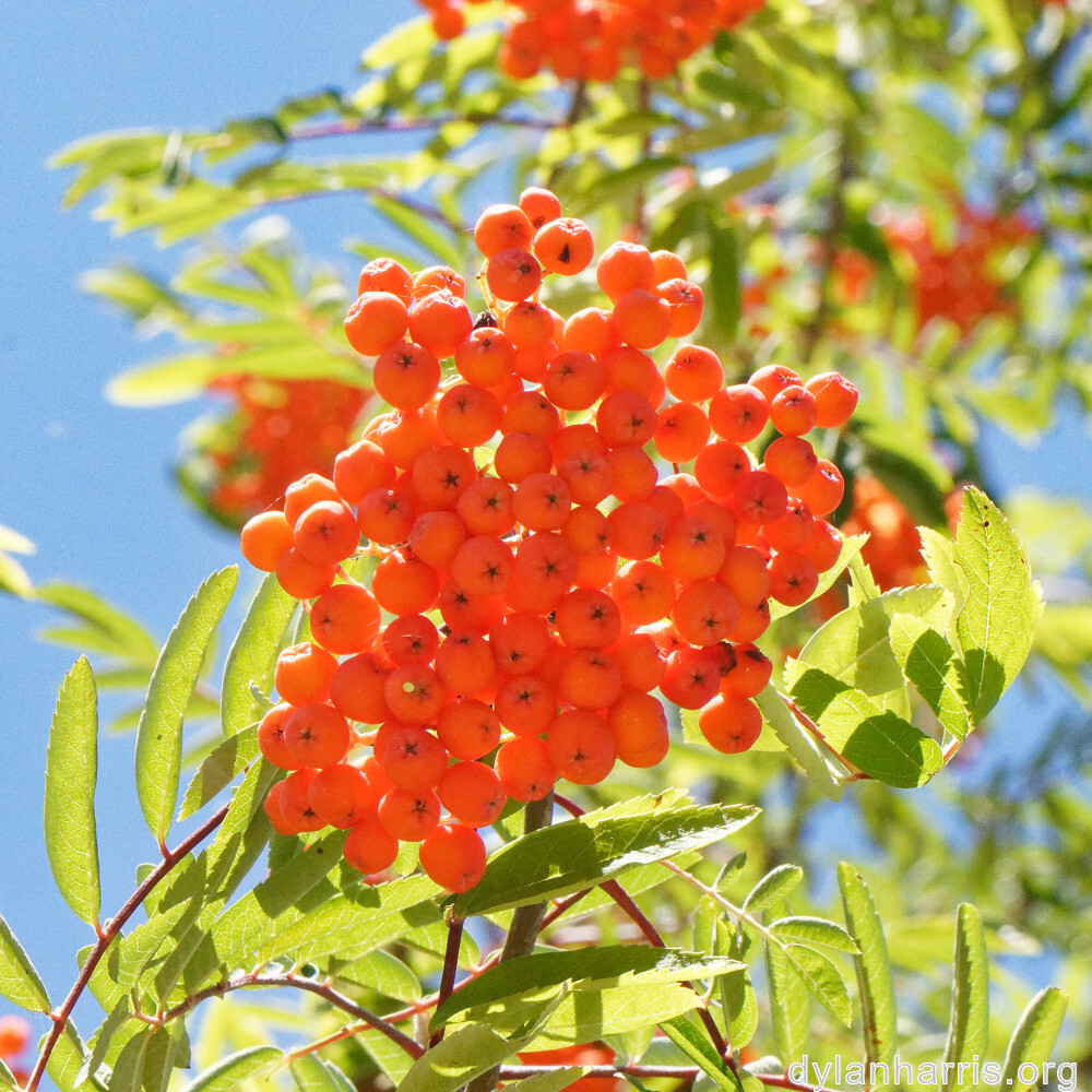 image: This is ‘
fruit (ii) 5
’.