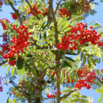 image: Image from the photoset ‘
fruit (ii)
’.