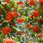 image: Image from the photoset ‘
fruit (ii)
’.