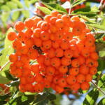 image: Image from the photoset ‘
fruit (ii)
’.