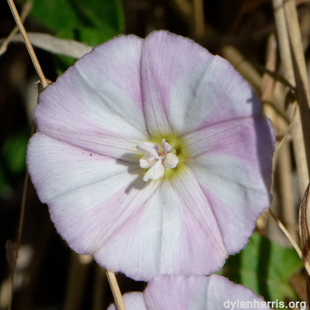 image: This is ‘
flower (xlv) 1
’.