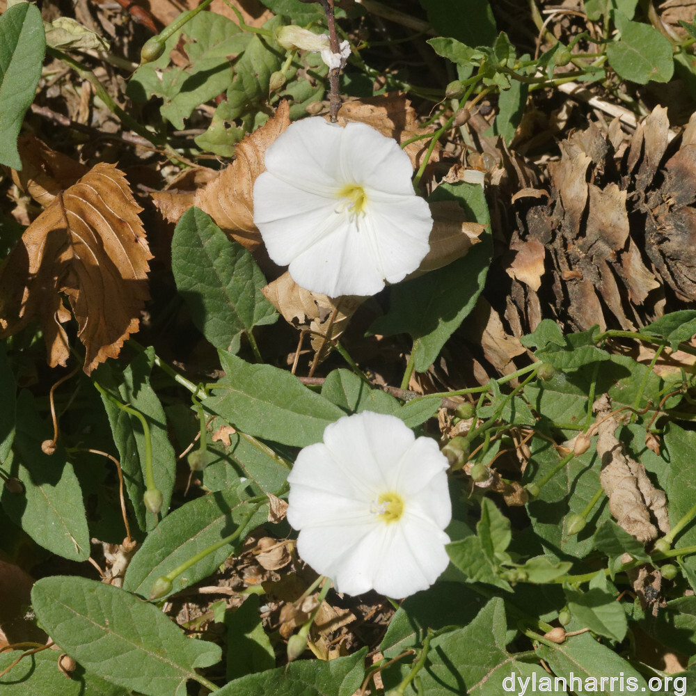 image: This is ‘
flower (xlv) 2
’.