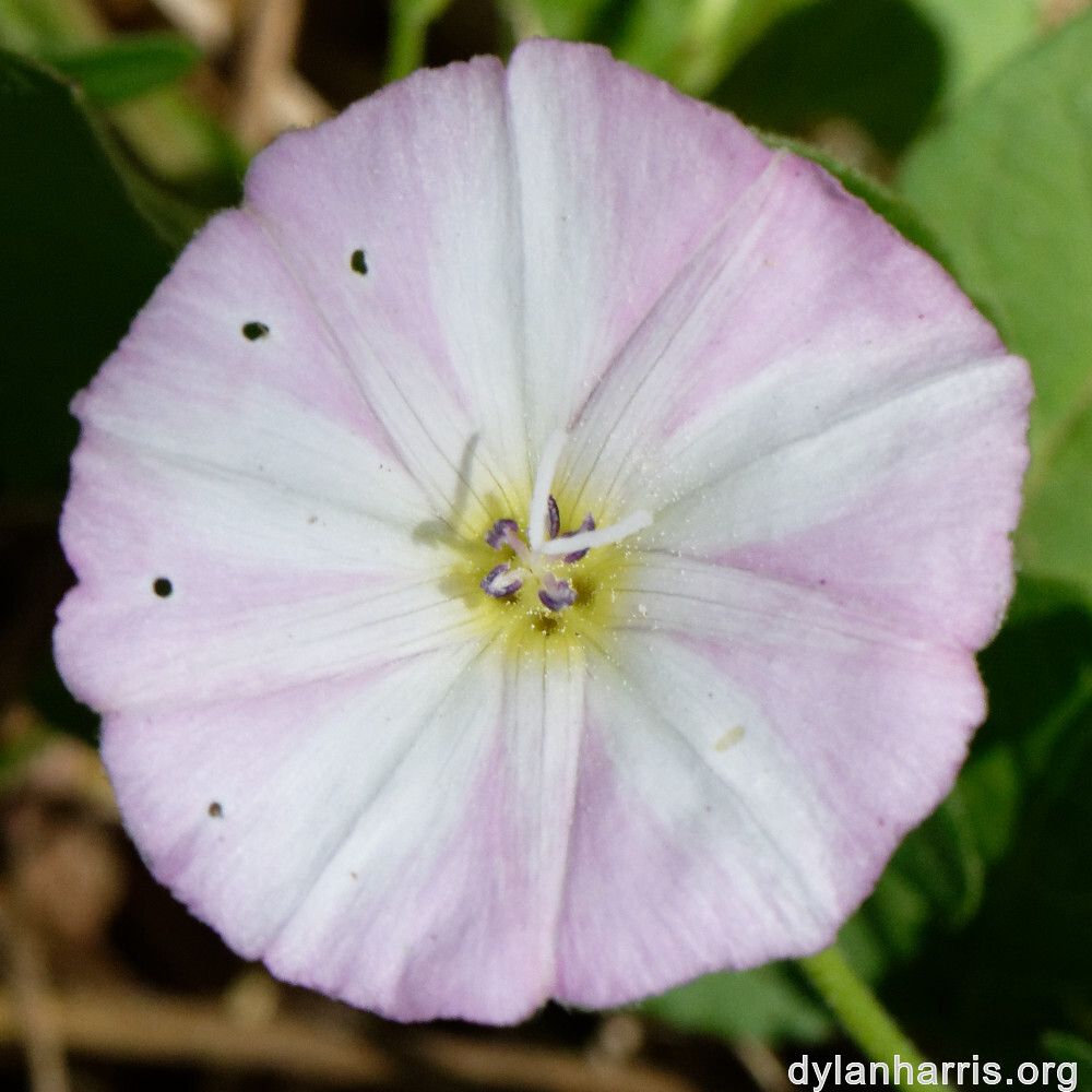 image: This is ‘
flower (xlv) 3
’.