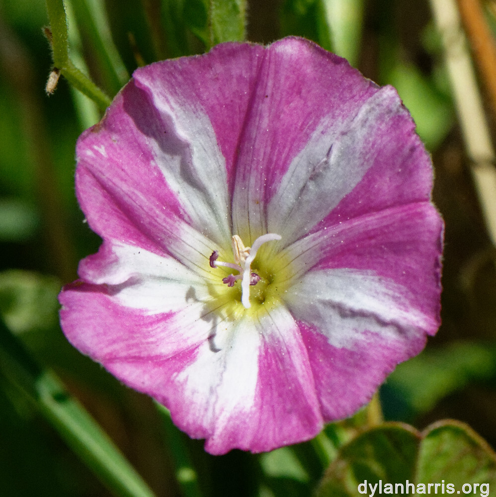 image: This is ‘
flower (xlv) 4
’.