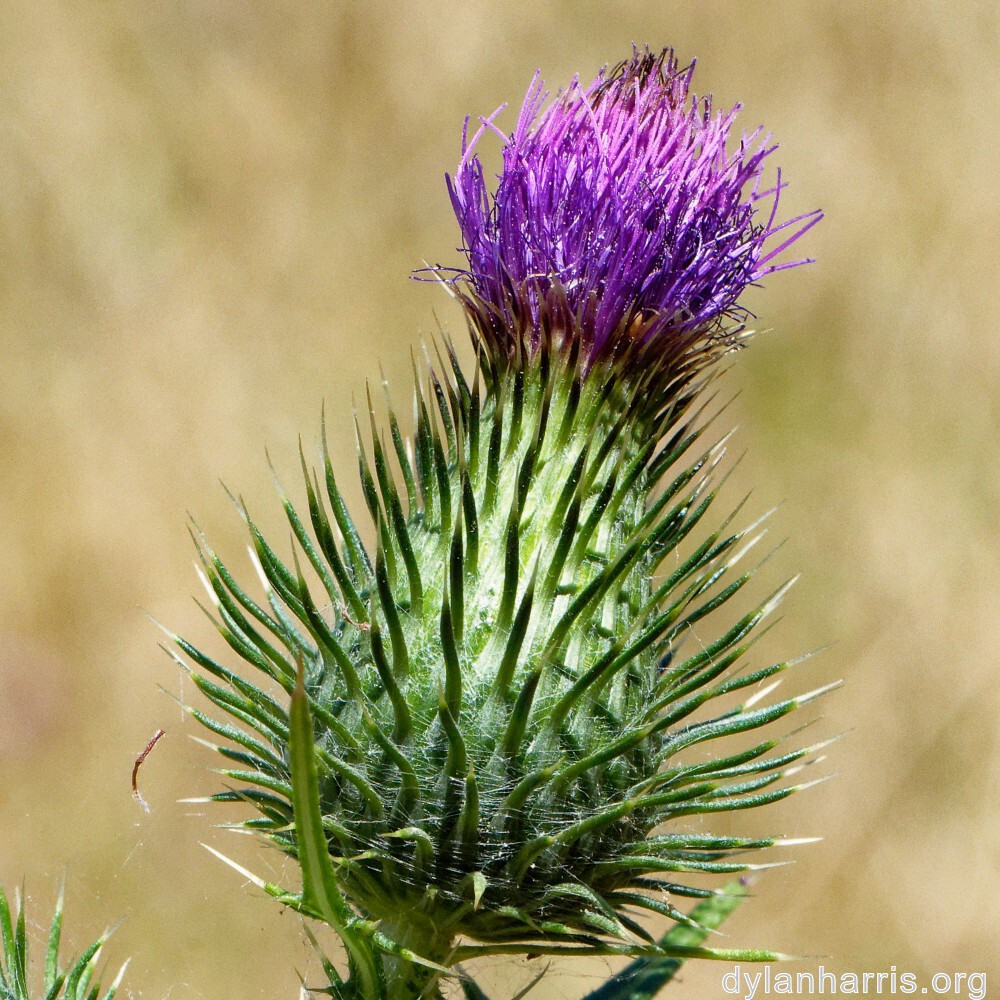 image: This is ‘
flower (xlvi) 1
’.