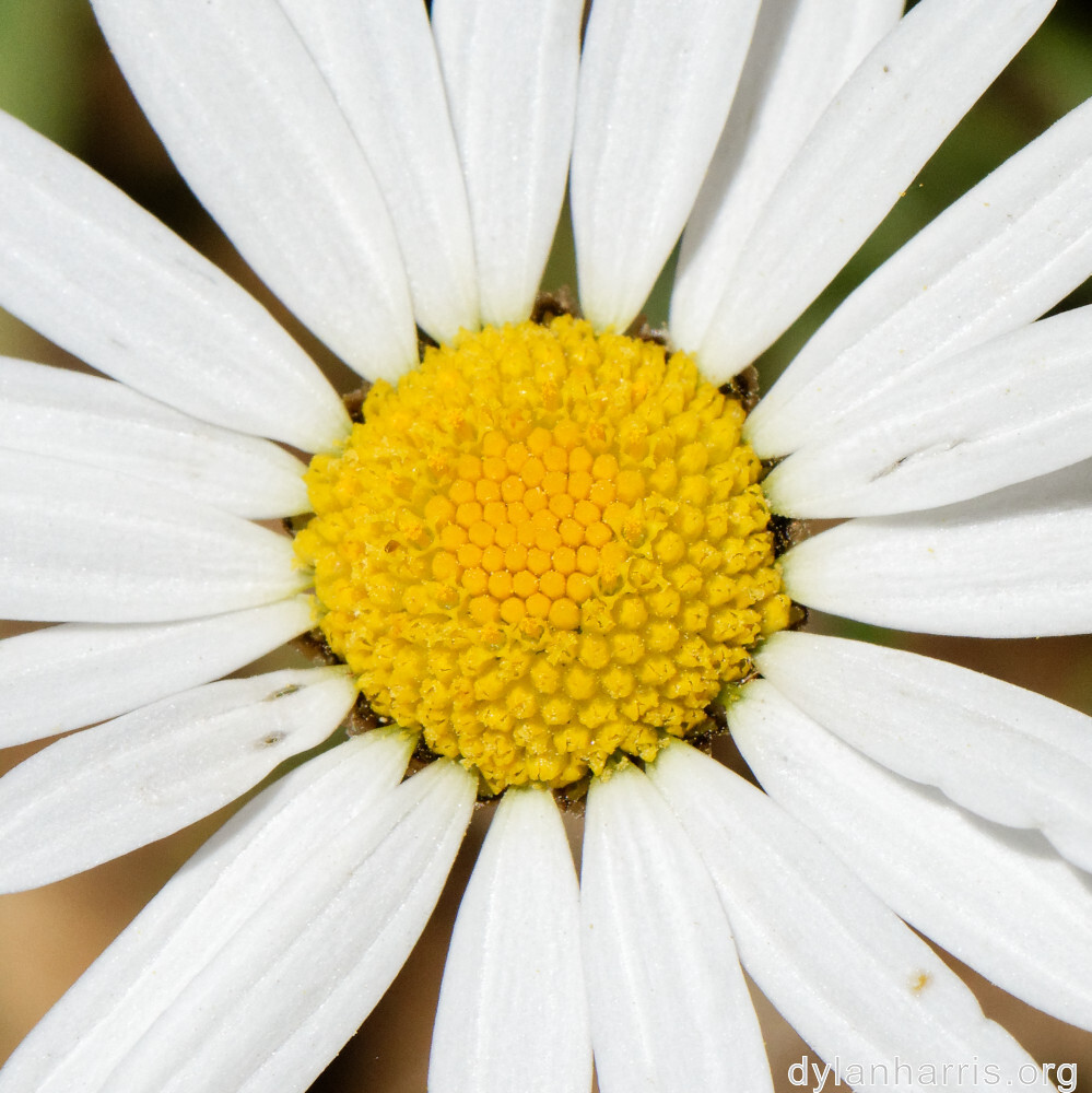 image: This is ‘
flower (xlvi) 2
’.