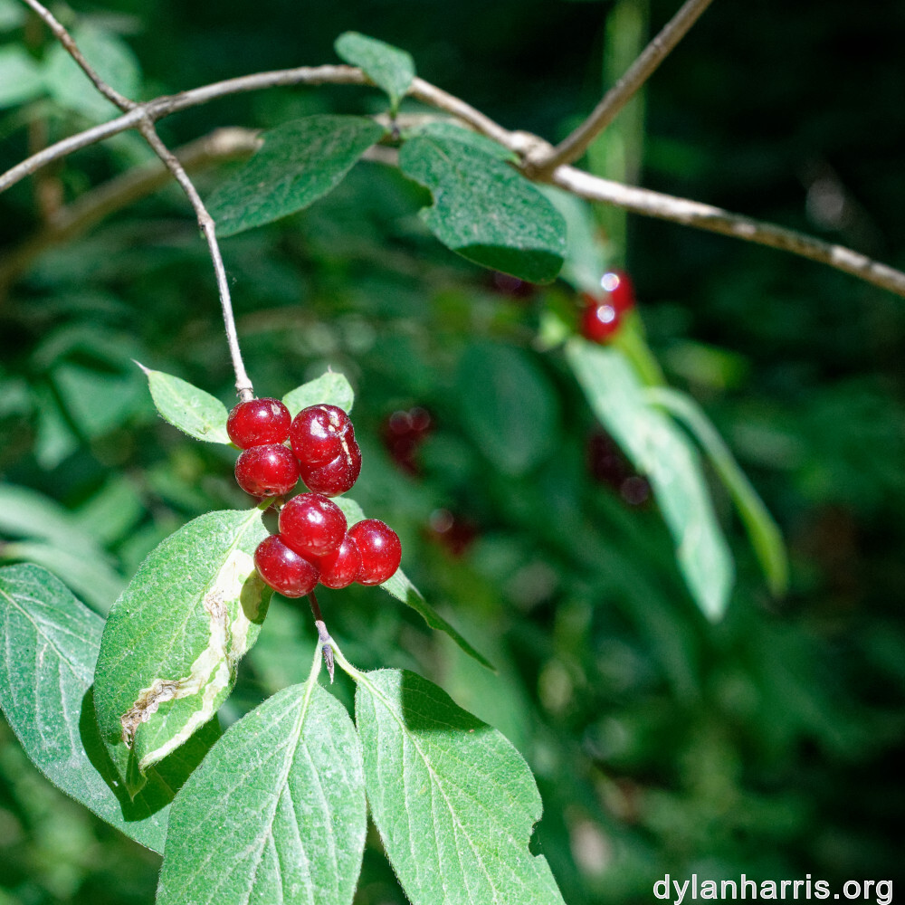 image: This is ‘
flower (xlvi) 3
’.