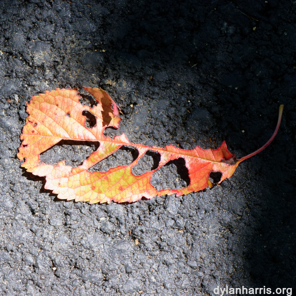 image: This is ‘
flower (xlvi) 4
’.