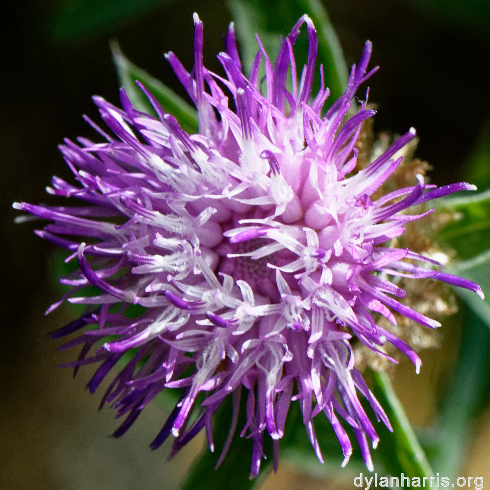 image: This is ‘
flower (xlvi) 5
’.