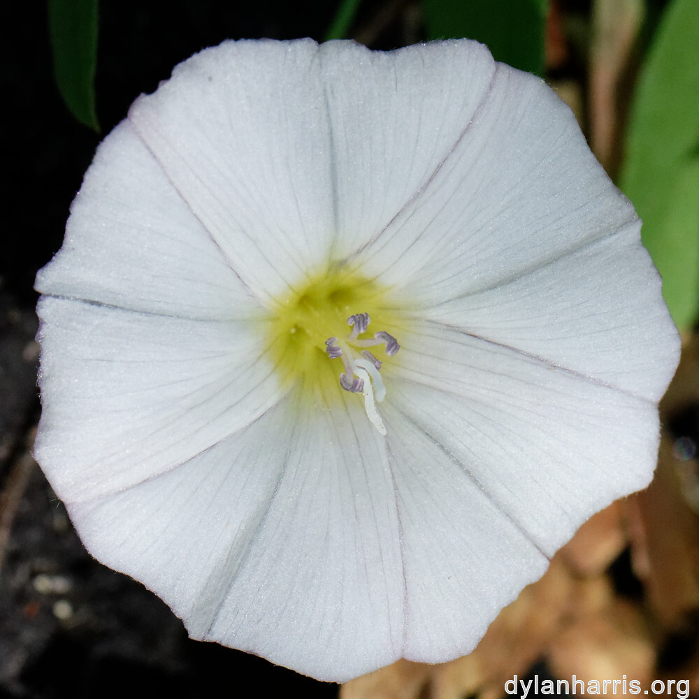 image: This is ‘
flower (xlvi) 6
’.