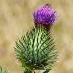 image: Image from the photoset ‘
flower (xlvi)
’.