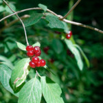 image: Image from the photoset ‘
flower (xlvi)
’.