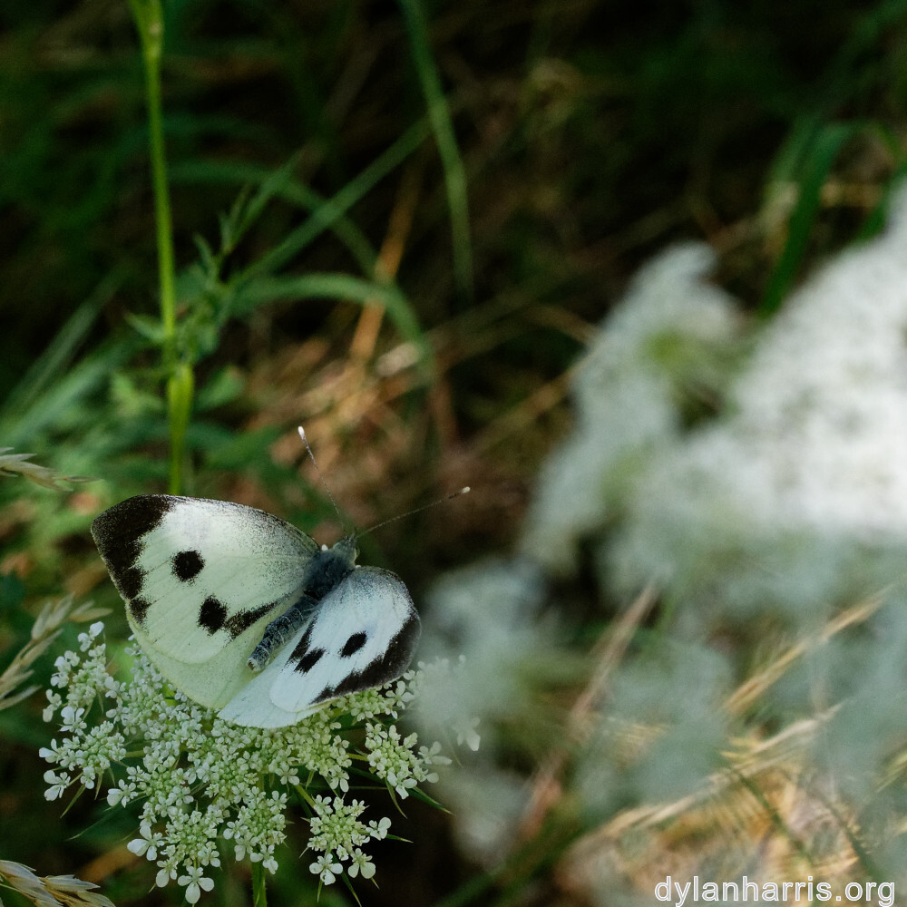 image: This is ‘
rumelange 2
’.