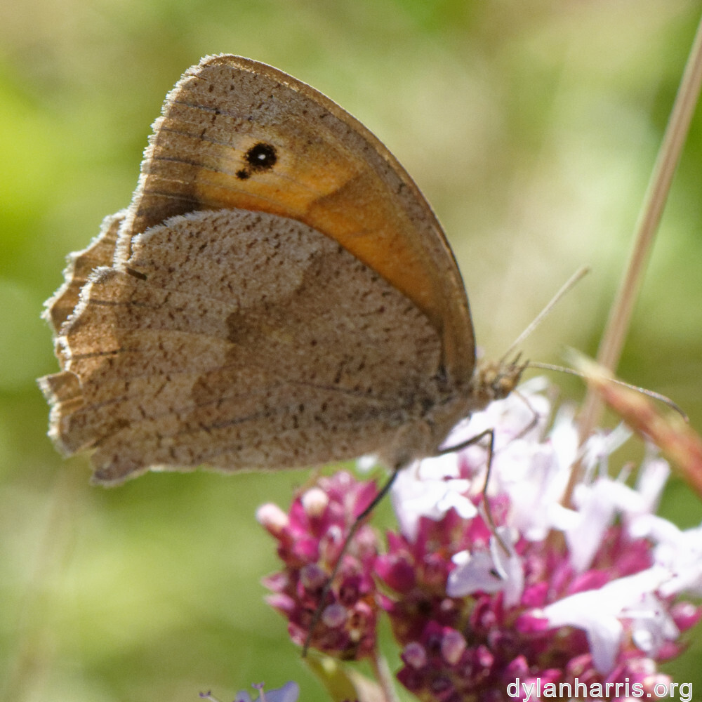 image: This is ‘
rumelange 3
’.