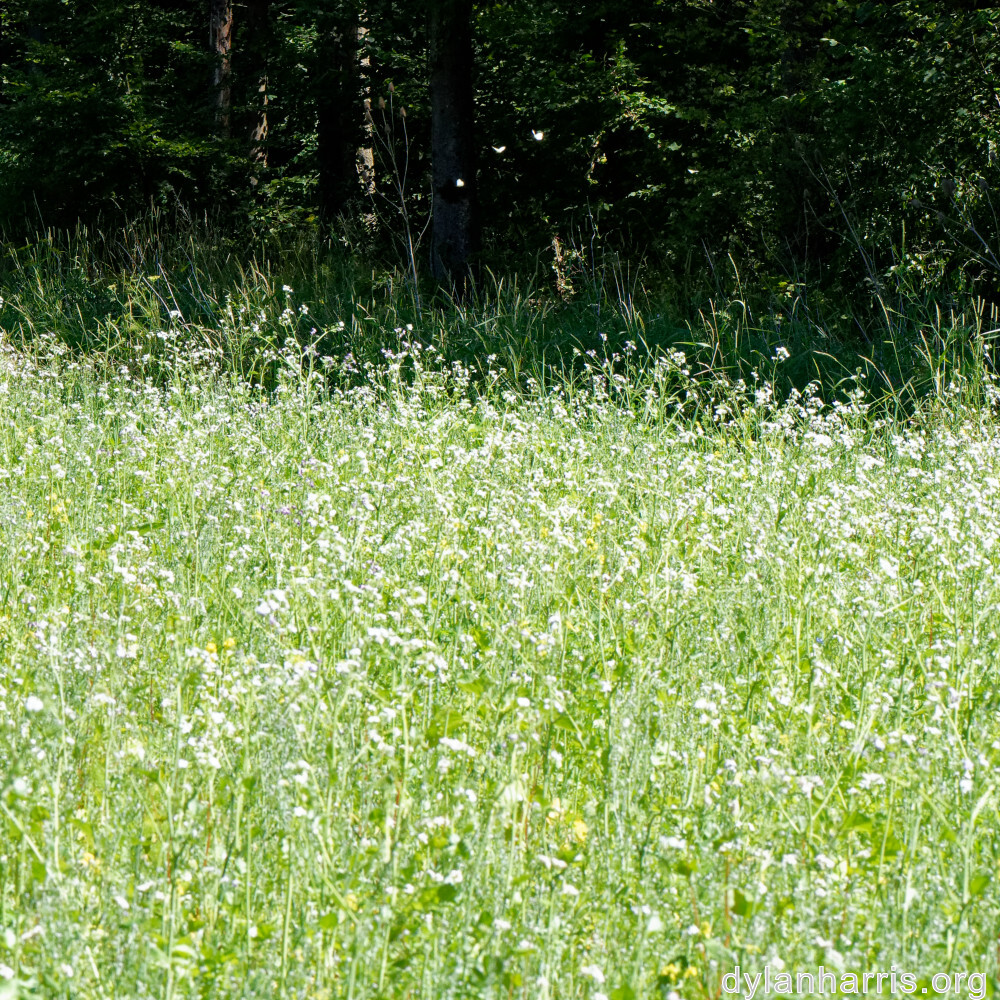 image: This is ‘
rumelange 4
’.