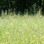 image: Image from the photoset ‘
rumelange (x)
’.