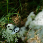 image: Image from the photoset ‘
rumelange (x)
’.