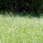 image: Image from the photoset ‘
rumelange (x)
’.