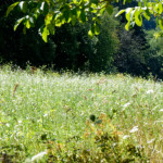 image: Image from the photoset ‘
rumelange (x)
’.