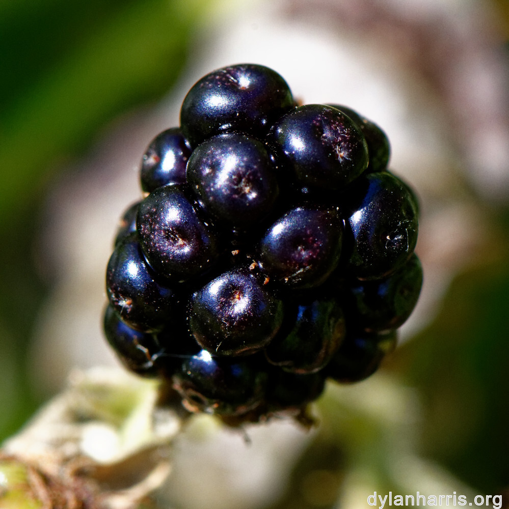 image: This is ‘
kayl 1
’.