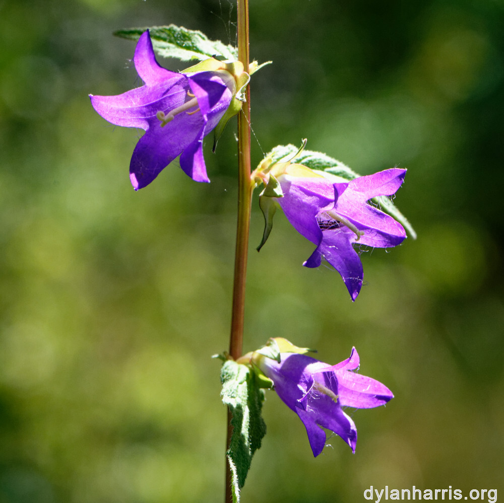 image: This is ‘
kayl 2
’.