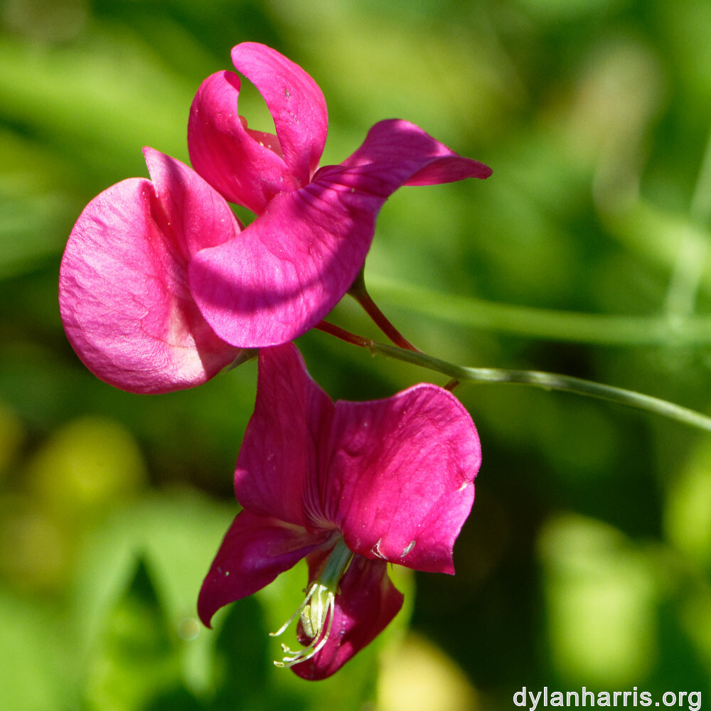 image: This is ‘
kayl 3
’.