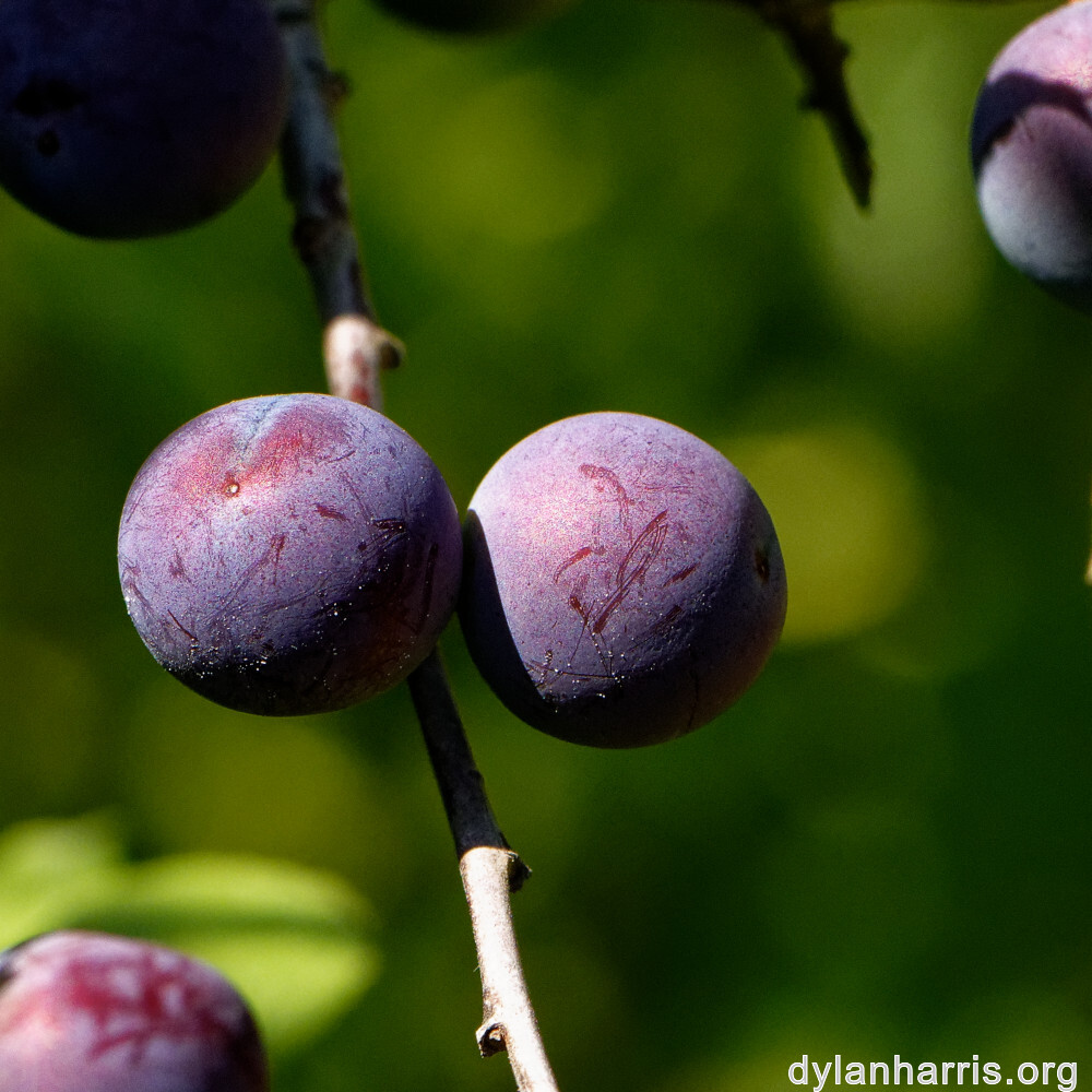 image: This is ‘
kayl 4
’.