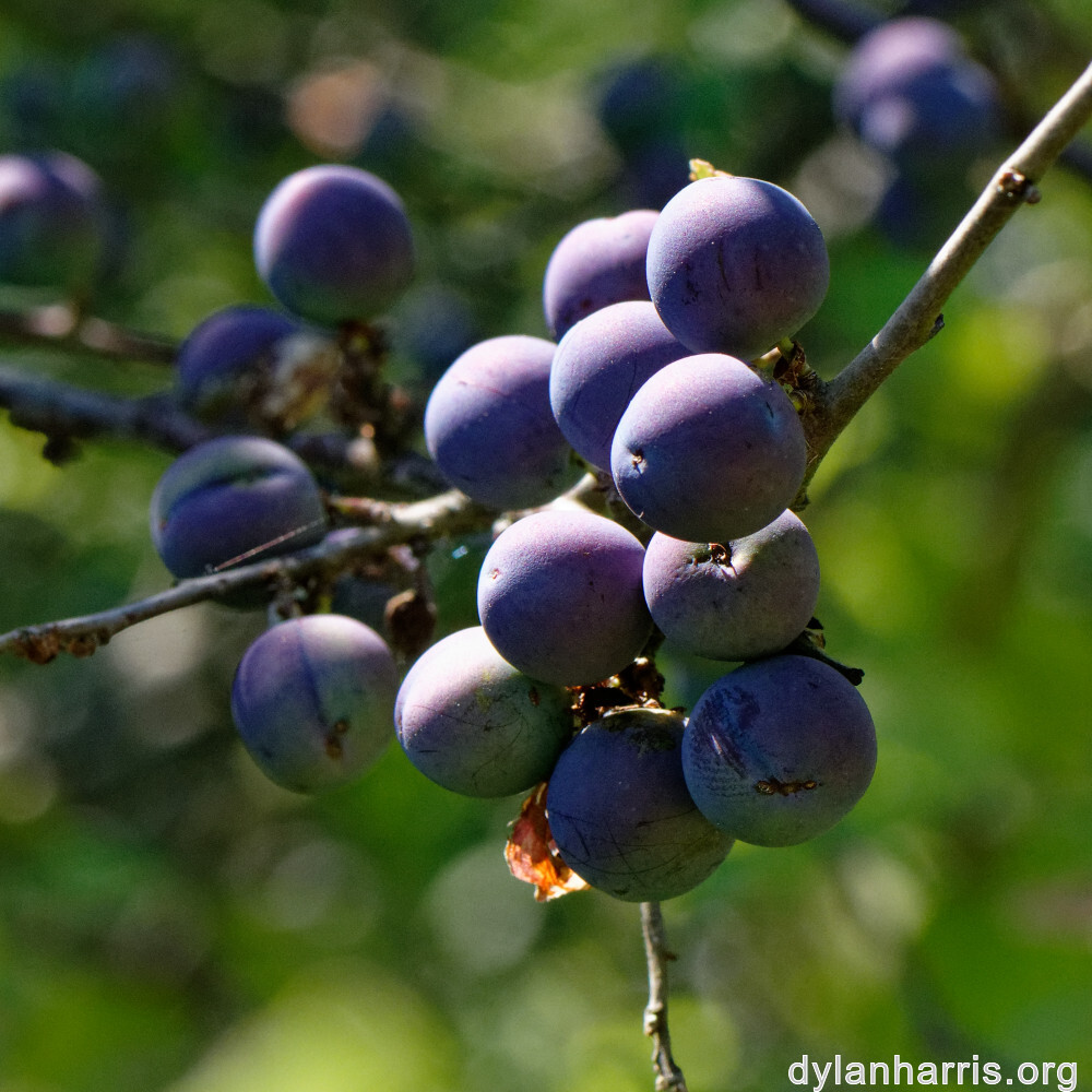 image: This is ‘
kayl 5
’.