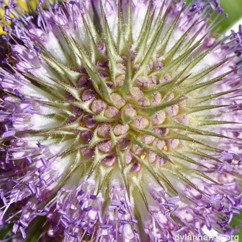 image: This is ‘
kayl 6
’.