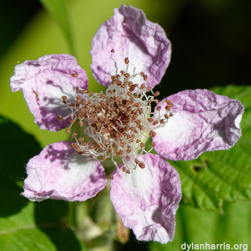 image: This is ‘
kayl 7
’.