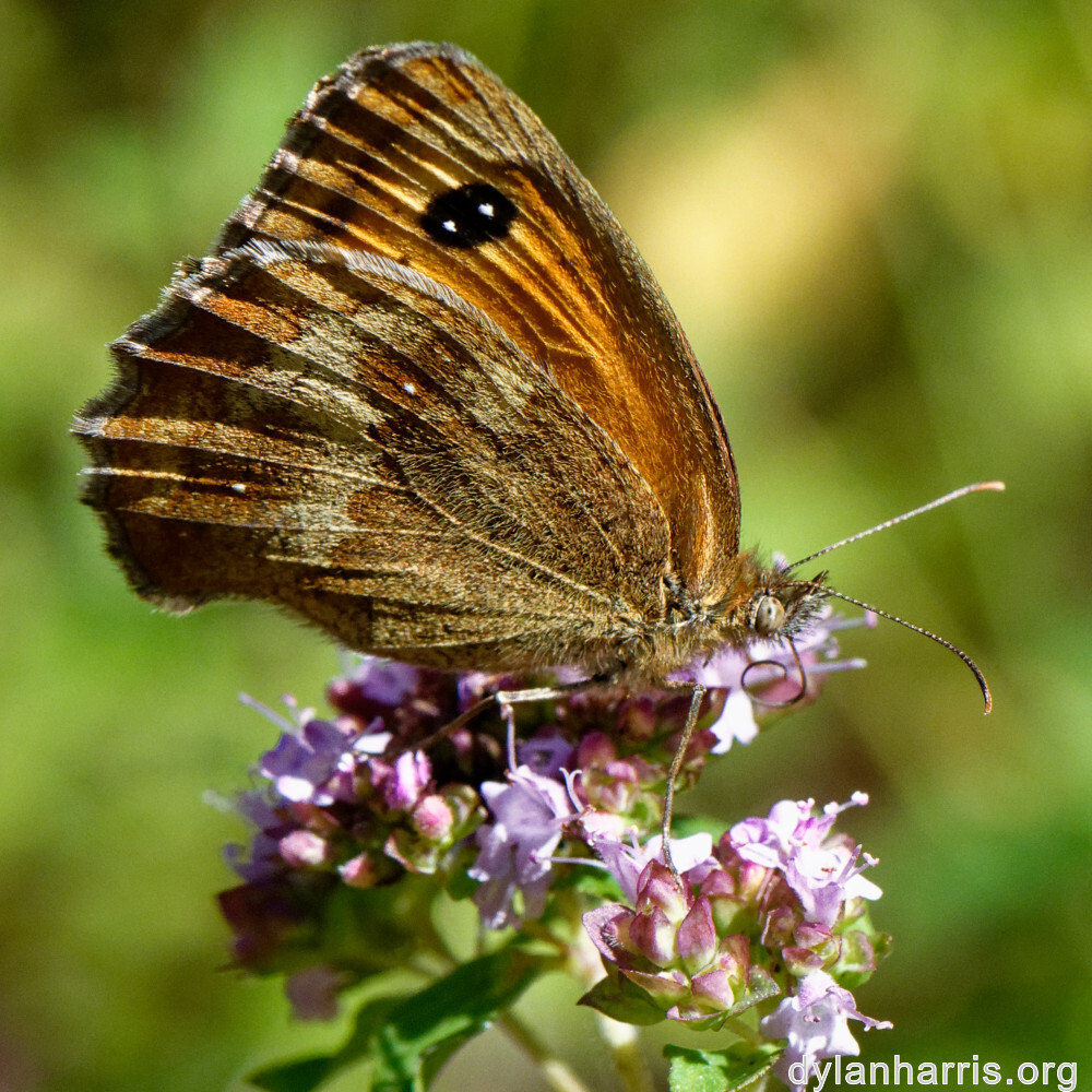 image: This is ‘
kayl 8
’.