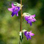 image: Image from the photoset ‘
kayl (vi)
’.