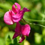 image: Image from the photoset ‘
kayl (vi)
’.