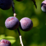 image: Image from the photoset ‘
kayl (vi)
’.