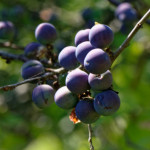 image: Image from the photoset ‘
kayl (vi)
’.