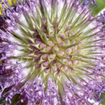 image: Image from the photoset ‘
kayl (vi)
’.