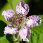 image: Image from the photoset ‘
kayl (vi)
’.