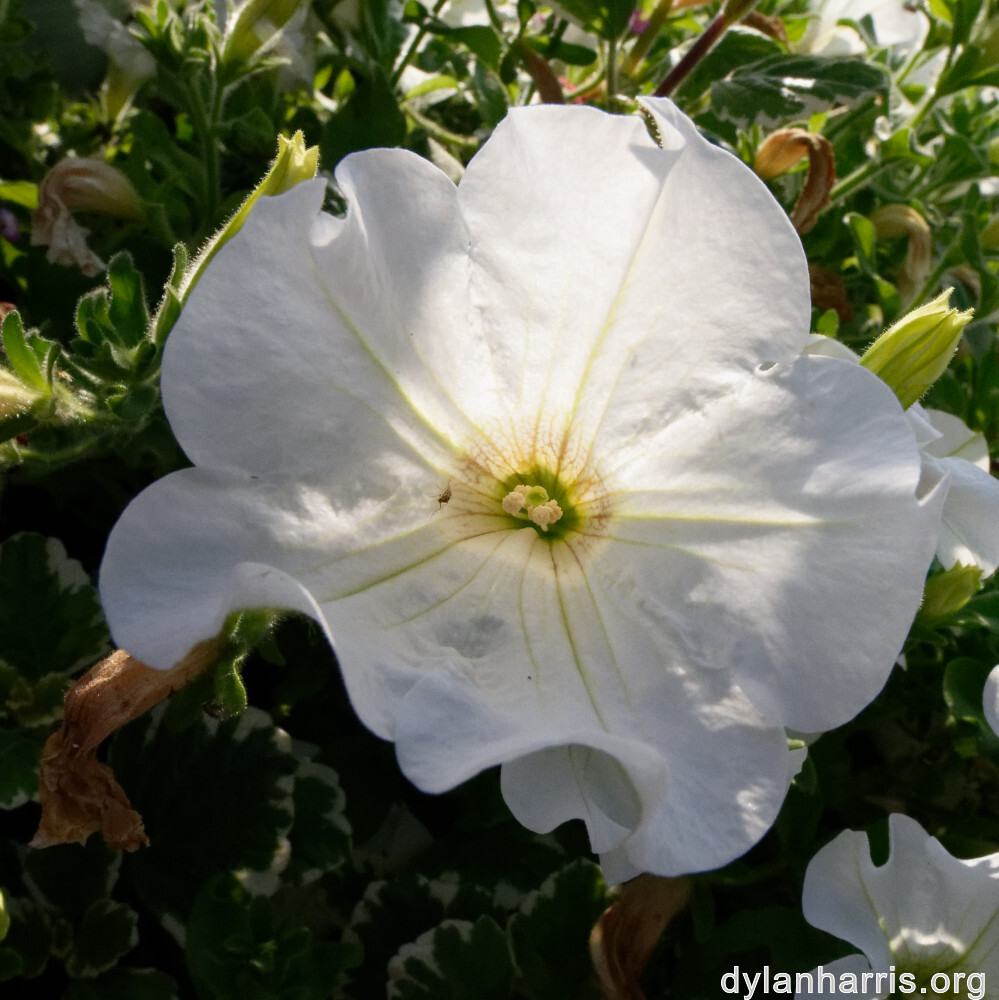 image: This is ‘
remich 1
’.