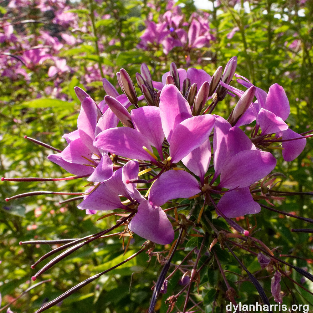 image: This is ‘
remich 3
’.