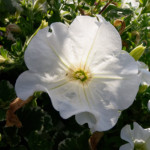 image: Image from the photoset ‘
remich (i)
’.