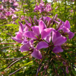 image: Image from the photoset ‘
remich (i)
’.