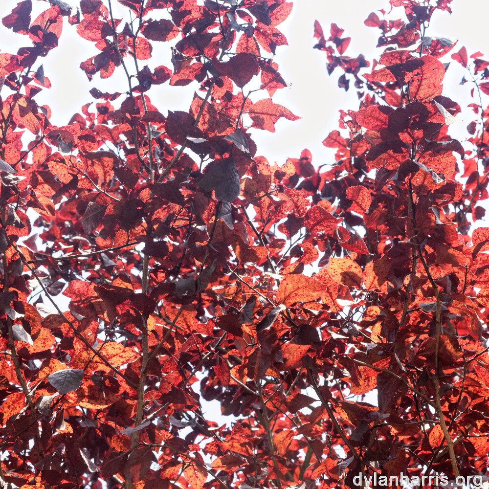 image: This is ‘
remich 10
’.