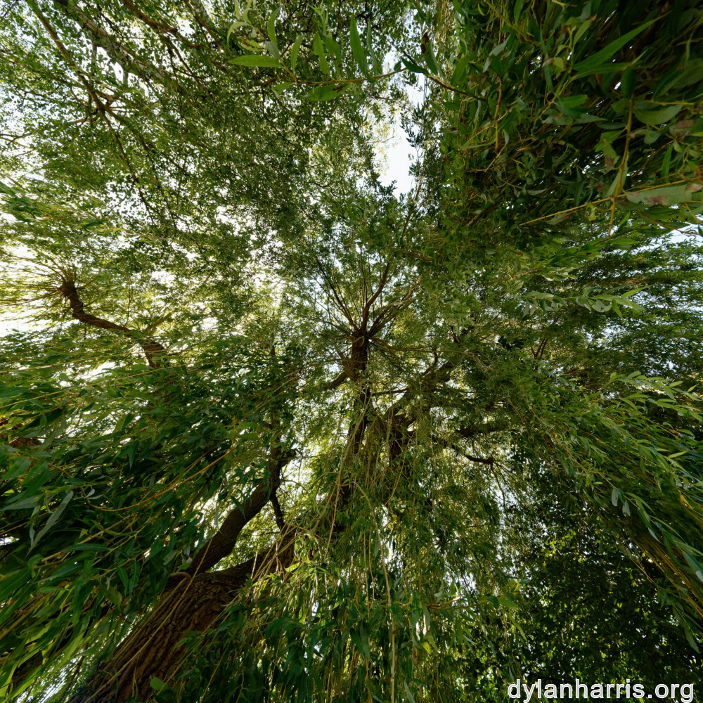 image: This is ‘
remich 4
’.